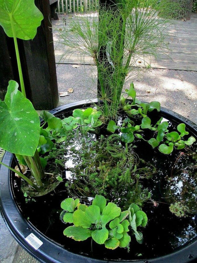 Easy Diy Container Water Gardens Ideas You Still Have Time To Get The Backyard Oasis Of Your Dreams Hometalk Diy Create Own Water Garden In A Container