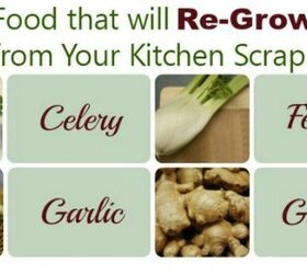 grow new food from kitchen scraps, gardening, how to, plant care