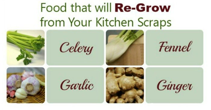 cultive novos alimentos a partir de restos de cozinha
