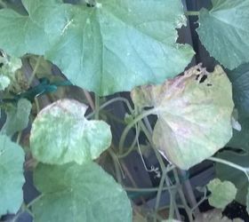 q plant spray bordo copper spray fungicide, gardening, go green, plant care, Armenian Cucumber