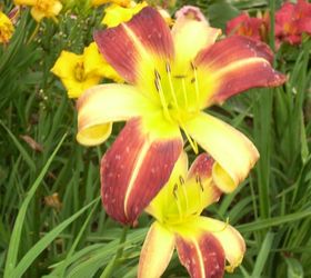 Earwigs? Killing out my daylilies? Hometalk