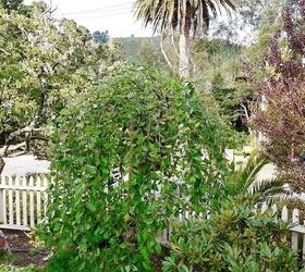 how to train a weeping pussy willow to grow taller, gardening, how to, plant care