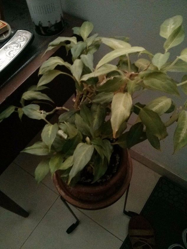 q what plant is this , gardening, plant id