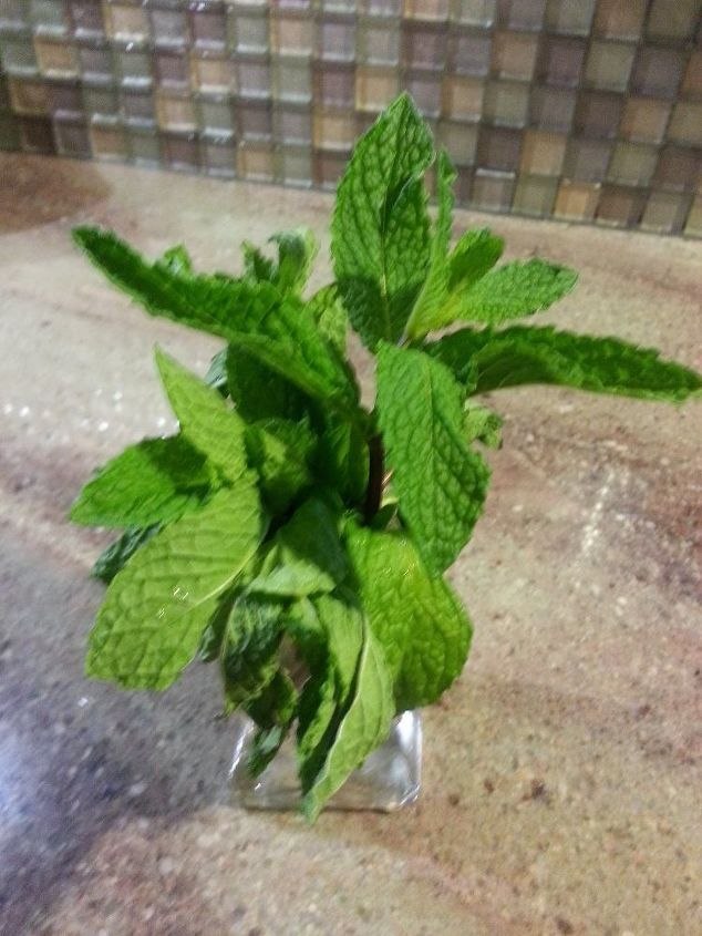 drying your own herbs, crafts, gardening, The mint in water the day after I used it