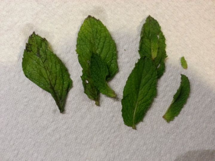 drying your own herbs, crafts, gardening, Nice fresh mint leaves