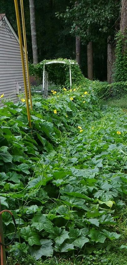 q this plant is in a neighbor s yard they don t speak much english and, gardening, plant id