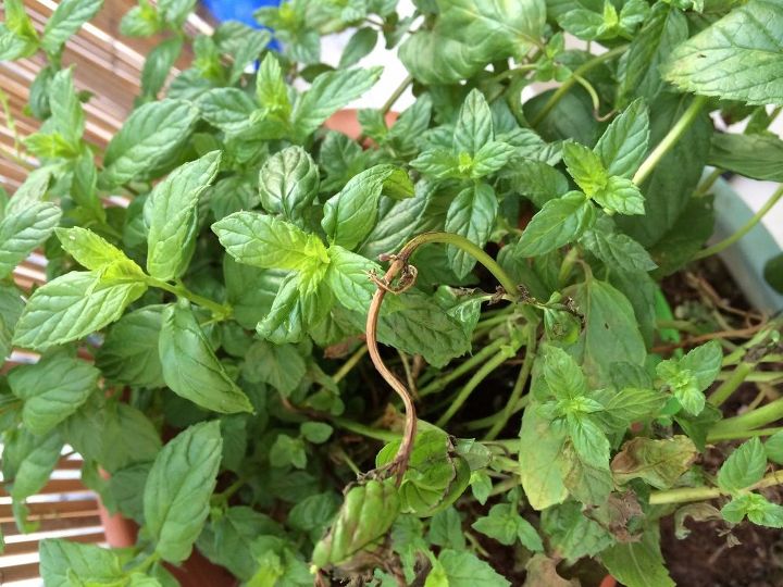 q my poor mint plant has brown withered areas help , gardening, plant care