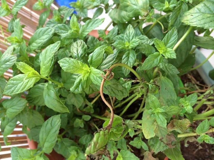 mi pobre planta de menta tiene zonas marchitas de color marrn ayuda