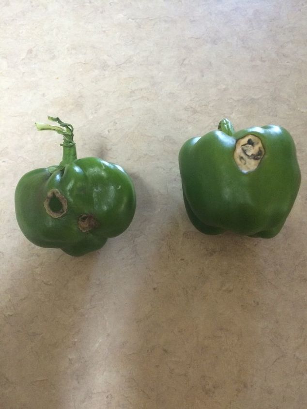 q bell peppers, gardening, plant care, The one on the left had 2 holes and the right one has the soft white texture