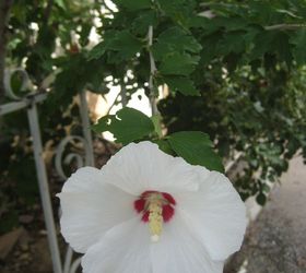 q the rose of sharon hibiscus syriacus no color, flowers, gardening, hibiscus