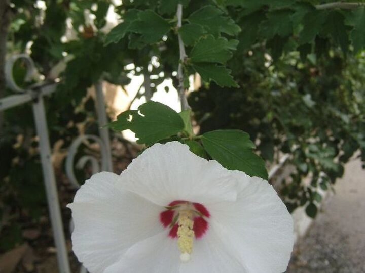 q the rose of sharon hibiscus syriacus no color, flowers, gardening, hibiscus