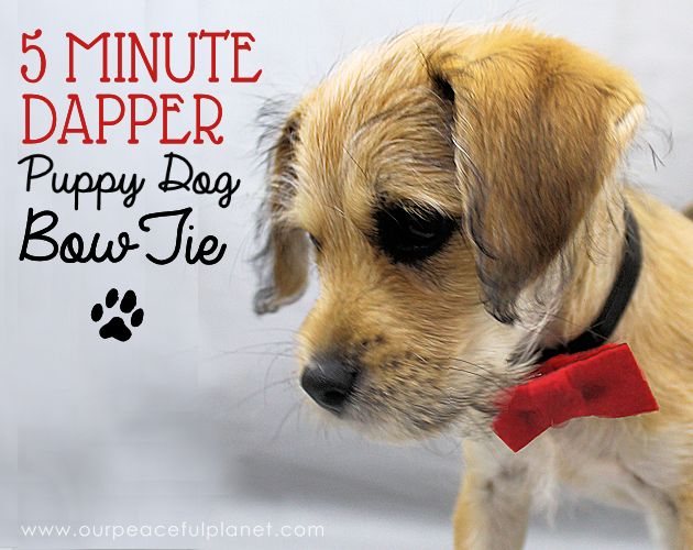 5 minute dapper felt puppy dog bow ties, crafts, pets, pets animals
