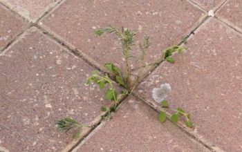 Homemade Natural Weed Killer That’s Safe for Pets and Kids