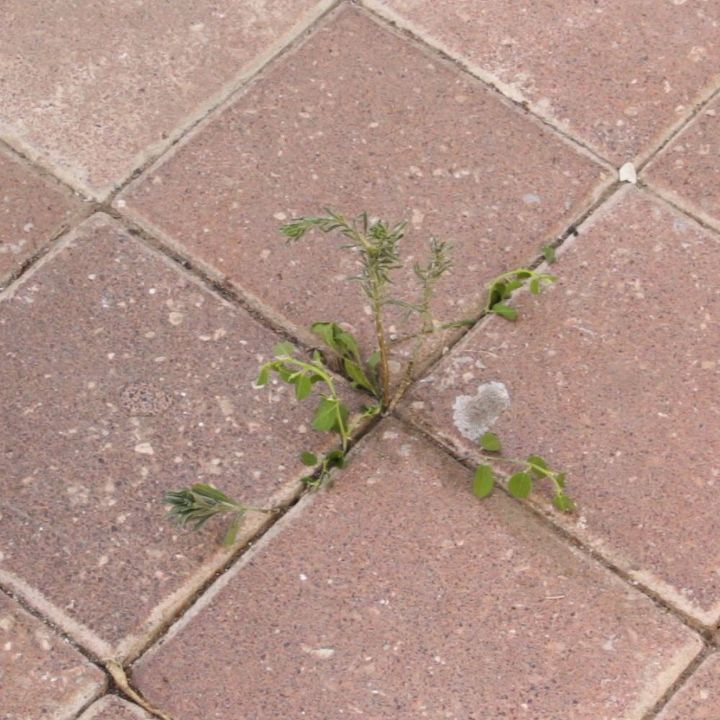natural weed killer