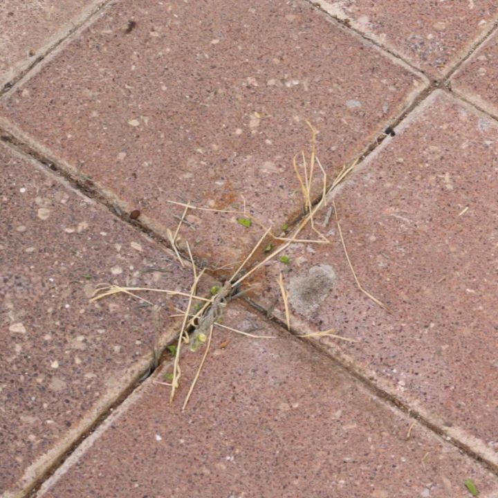 natural weed killer