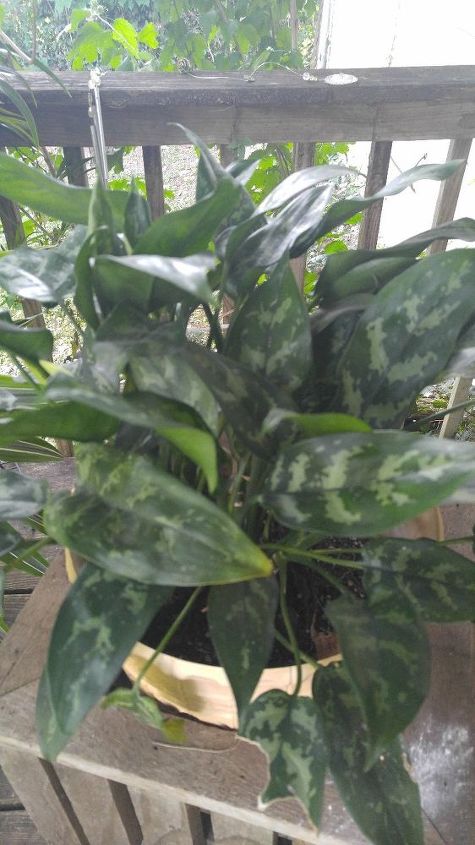 q can you tell me the name of this plant it blooms like a peace lily, gardening, plant id