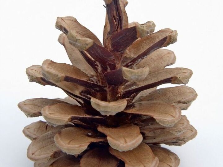 q how to make a christmas tree from dried mature conifer flower , christmas decorations, crafts, repurpose household items, repurposing upcycling, seasonal holiday decor