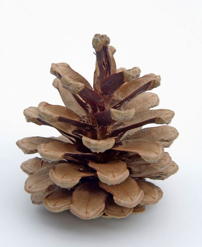 q how to make a christmas tree from dried mature conifer flower , christmas decorations, crafts, repurpose household items, repurposing upcycling, seasonal holiday decor