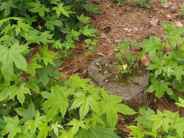 q a few yrs ago i had a large sweetgum tree cut down because of all the, gardening, plant care
