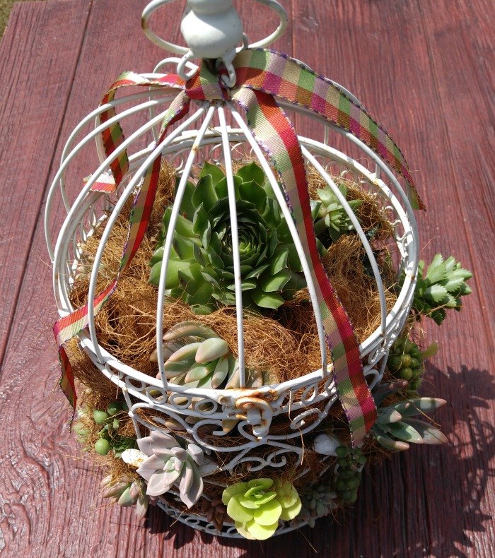 diy succulent birdcage planter, container gardening, gardening, how to, succulents