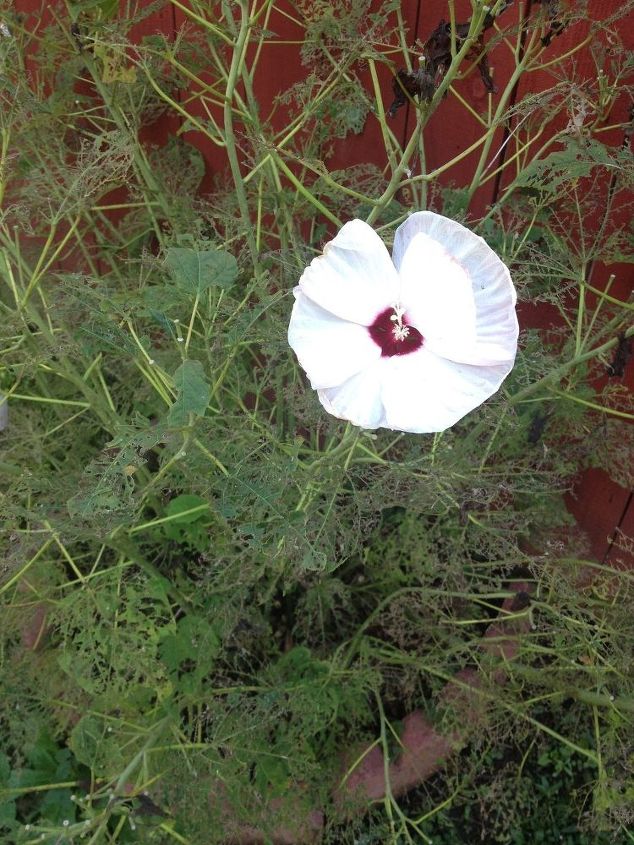 q hibiscus leaves all holes, flowers, gardening, gardening pests, hibiscus, plant care