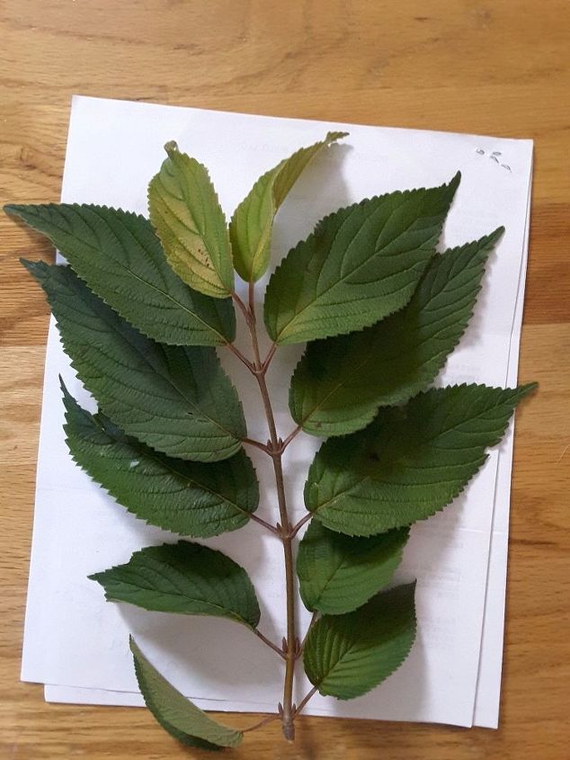 q identify this tree , gardening, plant id