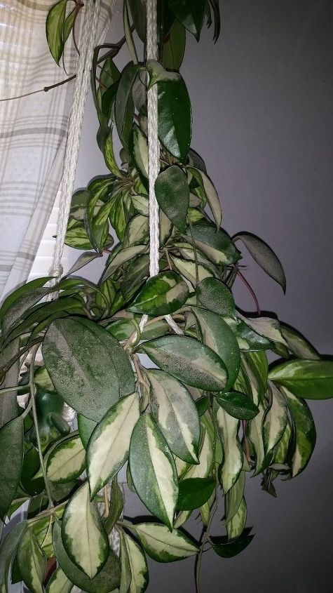 q what houseplant is this , gardening, plant id