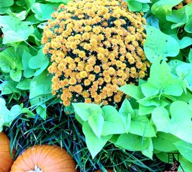 complete fall container garden guide in three easy steps, container gardening, gardening, how to, plant care, seasonal holiday decor
