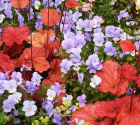 complete fall container garden guide in three easy steps, container gardening, gardening, how to, plant care, seasonal holiday decor