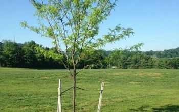 Vea cómo 11 jardineros inteligentes preparan sus jardines para el otoño