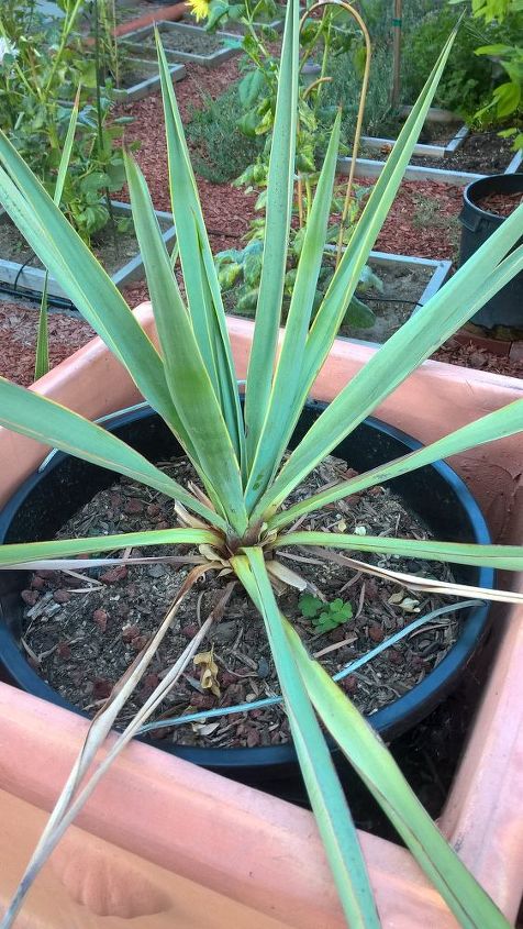 q please help id this agave , gardening, plant id