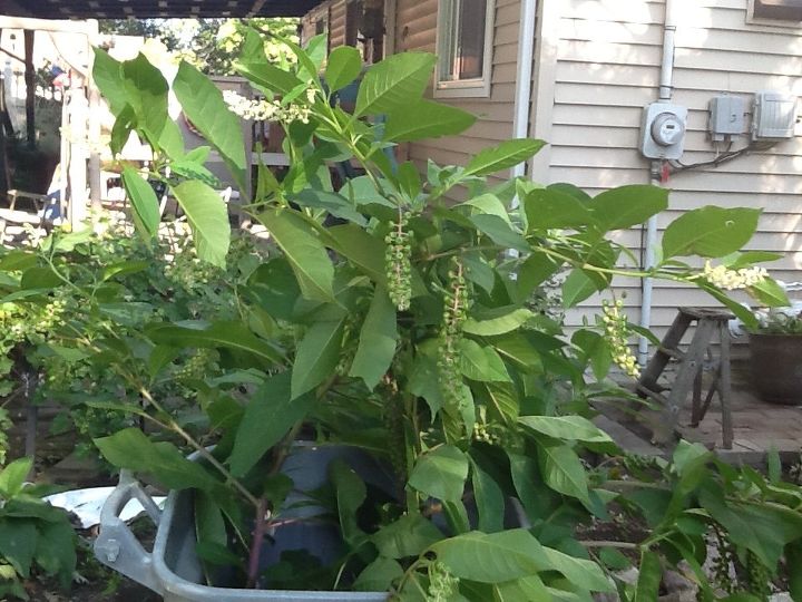 q is this a weed or a shrub or something else , gardening, plant id, This is it What is it