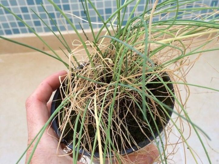 q how to regrow chives , container gardening, gardening, plant care