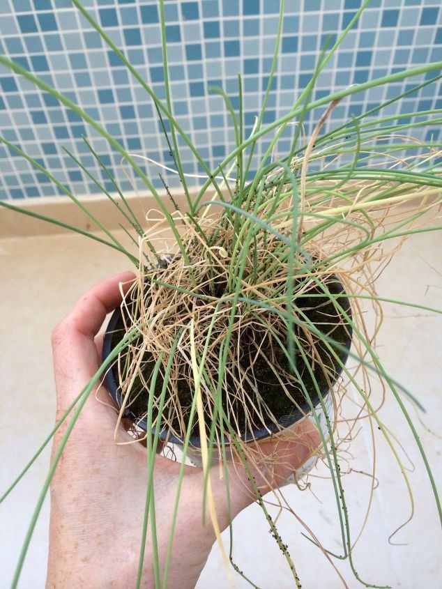 q how to regrow chives , container gardening, gardening, plant care