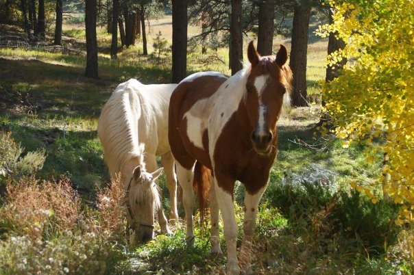does your garden qualify for national wildlife certification 5 steps , gardening, landscape, Our happy horses