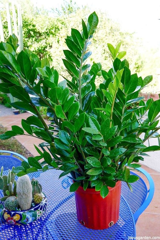 houseplant alert 3 reasons you need the awesome zz plant, gardening, home decor