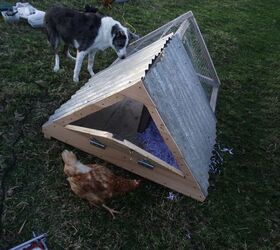chicken accommodation available for a handsome single young man , animals, outdoor living, pets animals, woodworking projects