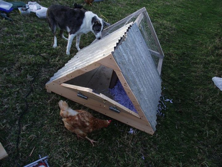 chicken accommodation available for a handsome single young man , animals, outdoor living, pets animals, woodworking projects