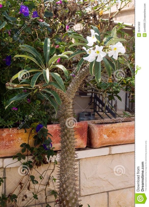 puede alguien ayudarme a identificar el nombre de este cactus