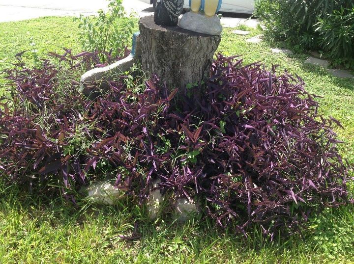 q ideas for this 3 ft stump in my front yard, gardening, home decor, landscape, Another view
