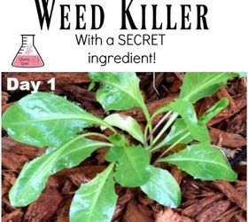 diy homemade weed killer also good for ants with secret ingredient, gardening, how to, pest control