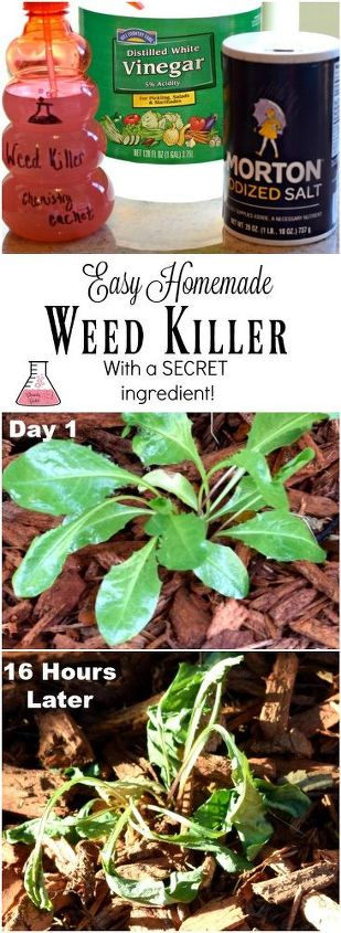 diy homemade weed killer also good for ants with secret ingredient, gardening, how to, pest control