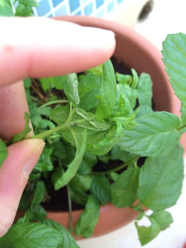 flies in potted mint