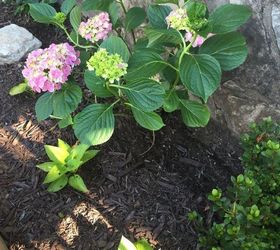 peppermint hydrangea won t bloom, In June