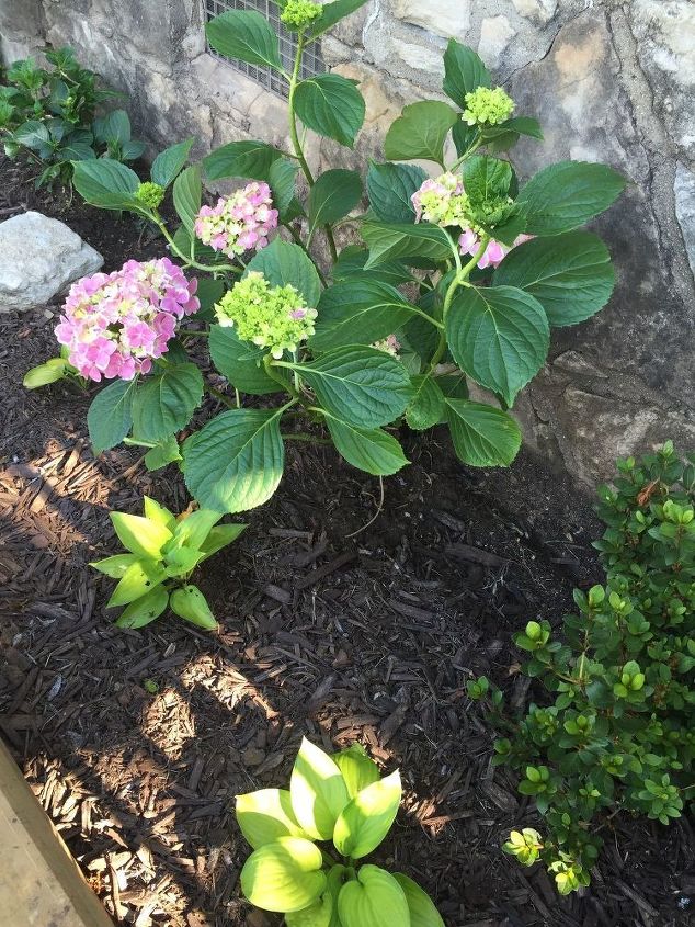 peppermint hydrangea won t bloom, In June