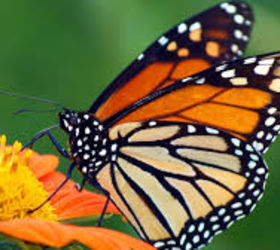 q ohio wants to help the monarch butterflies, gardening, pets animals, OH so pretty
