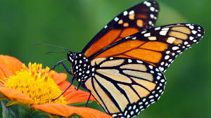 ohio quiere ayudar a las mariposas monarca, OH tan bonito