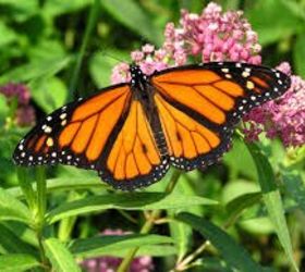 q ohio wants to help the monarch butterflies, gardening, pets animals, I like this kind of milkweed please plant more