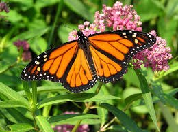 ohio quer ajudar borboletas monarcas, Eu gosto deste tipo de serralha por favor plante mais