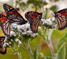 q ohio wants to help the monarch butterflies, gardening, pets animals, Imagine this in your yard